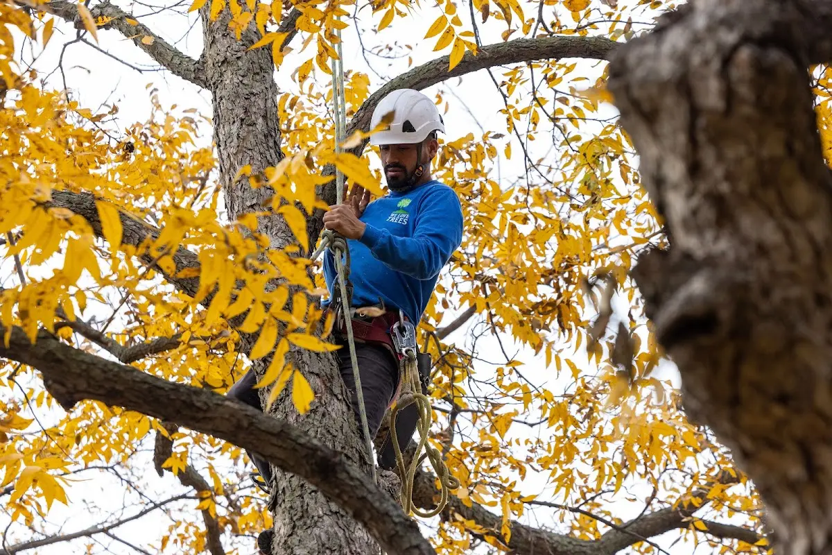 Skilled Emergency Tree Service crew working in Weston