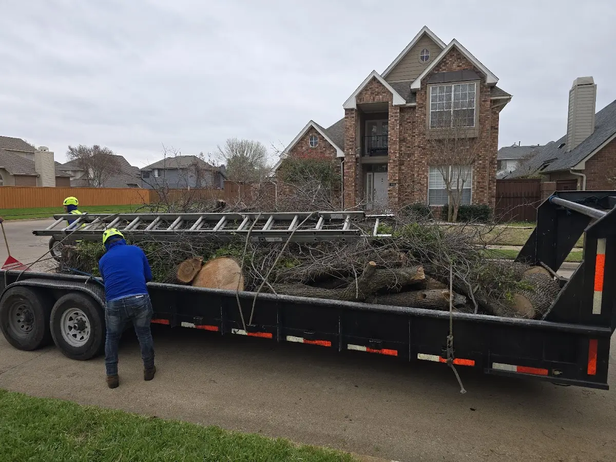 Expert Deadwooding with proper safety equipment in Weston